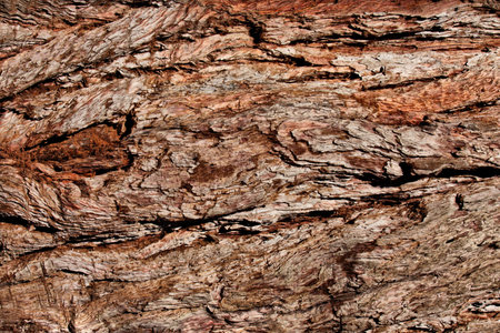 Bark of pine tree