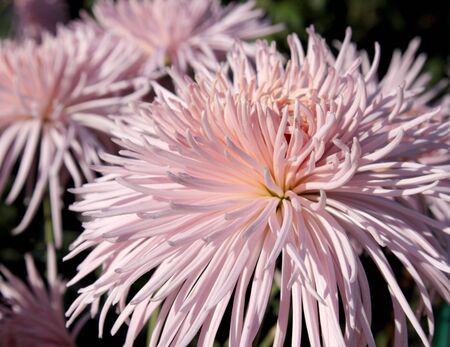 Delicate pink chrysanthemumの写真素材