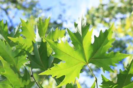 Young platan leaves, shallow depth of fieldの写真素材