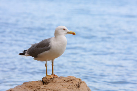Sea gull on the stone