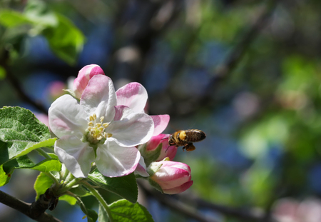Apple tree flowers with little beeの写真素材