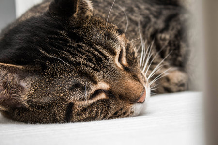 House cat sleepingの写真素材