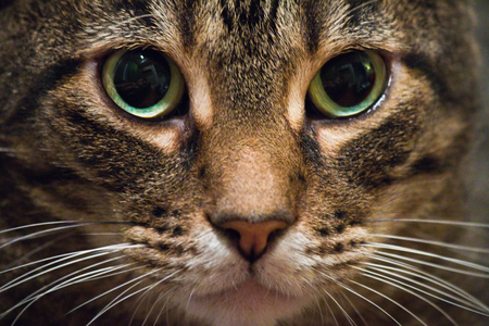 close up of tabby cat wide pupilsの写真素材