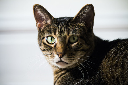 tabby cat with green eyesの写真素材