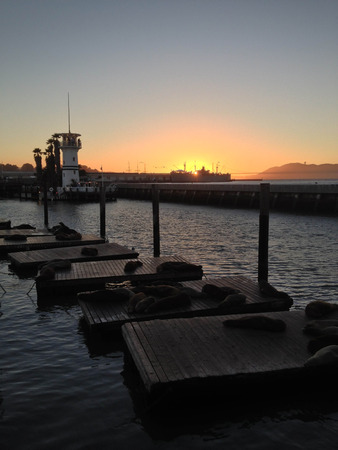 san francisco bay water view watching sealsの写真素材