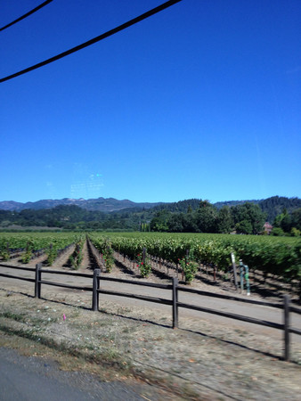 napa valley vineyard wine grape vines tour wineryの写真素材