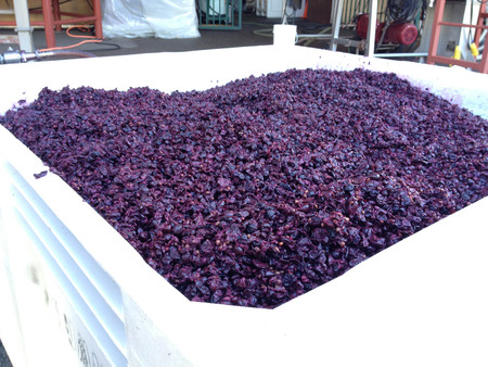 wine mash mashed grapes winery pressedの写真素材