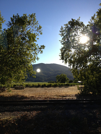 napa valley vineyard wine grape vines tour wineryの写真素材