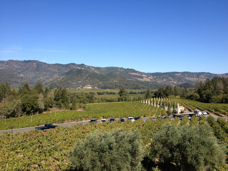 napa valley vineyard wine grape vines tour wineryの写真素材