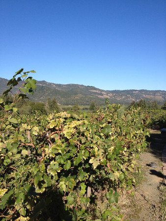 napa valley vineyard wine grape vines tour wineryの写真素材