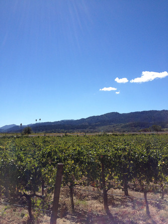napa valley vineyard wine grape vines tour wineryの写真素材