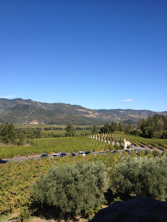 napa valley vineyard wine grape vines tour wineryの写真素材