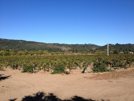 napa valley vineyard wine grape vines tour wineryの写真素材
