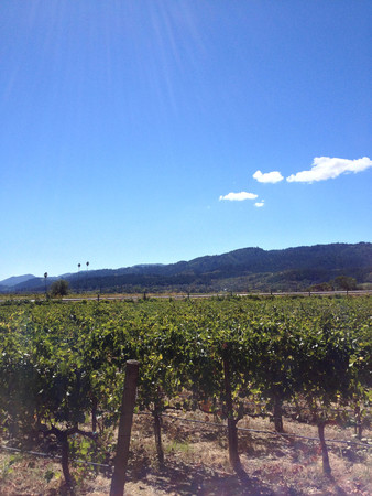 napa valley vineyard wine grape vines tour wineryの写真素材