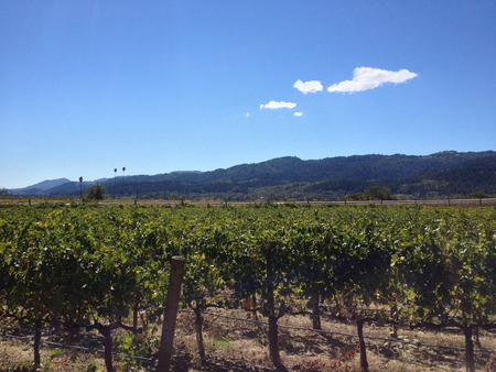napa valley vineyard wine grape vines tour wineryの写真素材