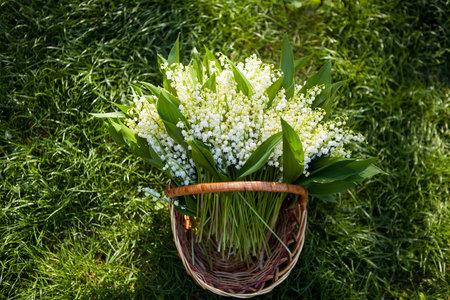 Beautiful bouquet of lily of the valley in the basket