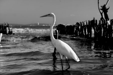 Egret in the water, black and white photo. High quality photoの写真素材