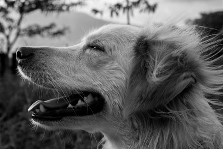 Close up portrait of a beautiful golden retriever dog, black and white