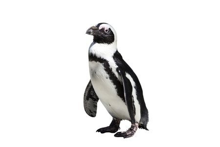 Spheniscus demersus - A penguin prevalent in South Africa, isolated against a white backdropの写真素材