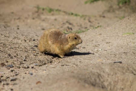 Cynomys - Black Tail Prairie Dog walking across a sandy surface の写真素材