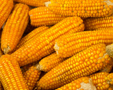 golden dried corn pile background