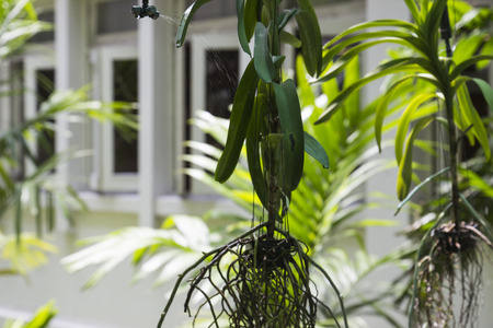 auto sprinkler spraying water on hanging tree potの写真素材