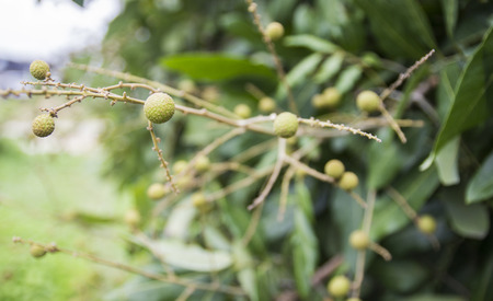 longan tropical fruit with stem and treeの写真素材