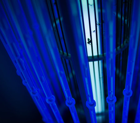 mosquito trapped in anti mosquito electric equipmentの写真素材