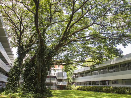 big old tree on lawn yard in the middle of buildingのeditorial素材