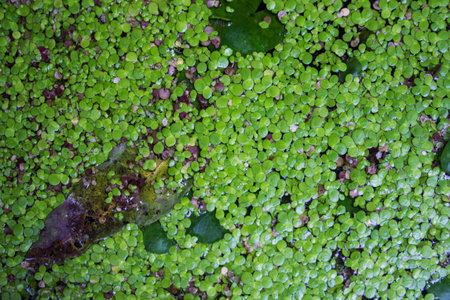 the serface of duckweed floating on water