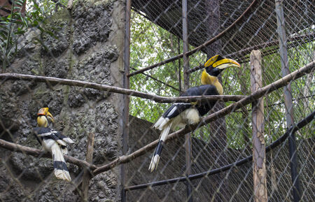 two hornbills in a cage in a zooの写真素材