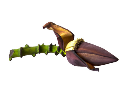 banana flower blossom and stem isolated on white backgroundの写真素材