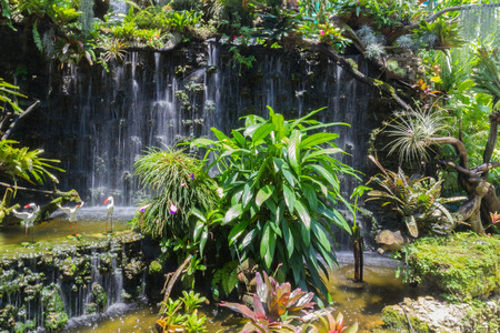 the rare seedling decorating on the man made waterfallの写真素材