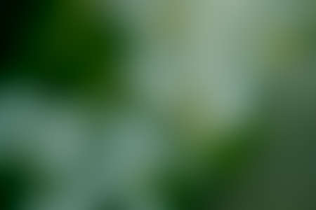 the blurry image of white and green color tone abstract for backgroundの写真素材