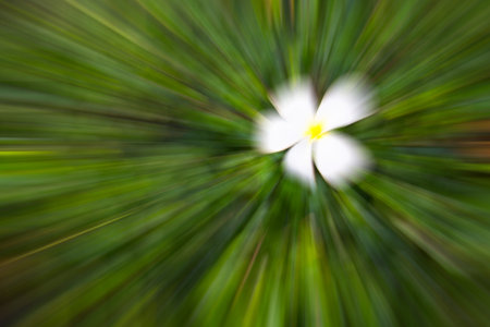 white flower and green color tone radial motion blur illustration abstract for backgroundの写真素材