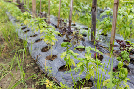 sweet basil growing in the organic cultivated land