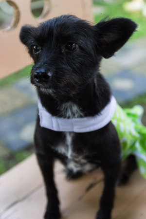 mongrel black dog wearing green cloth sitting on wooden chair