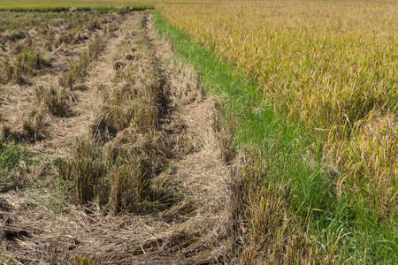 rice paddy field in countryside of Thailandの写真素材