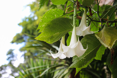 white datura flower growing in the forestの写真素材