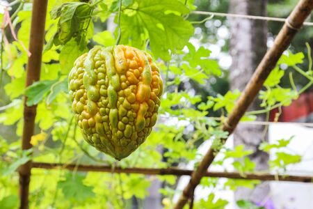 organic bitter gourd growing in the gardenの写真素材