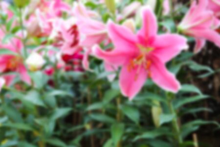 blurry defocused image of bunch of blooming pink lilyの写真素材