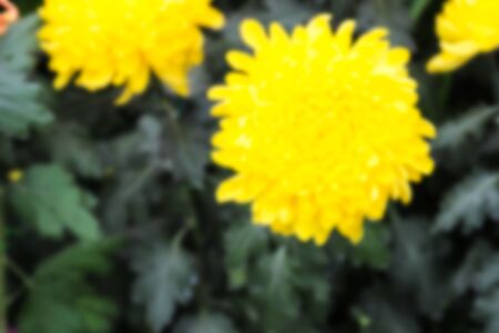 blurry defocused image of blooming yellow Chrysanthemum flower in the gardenの写真素材