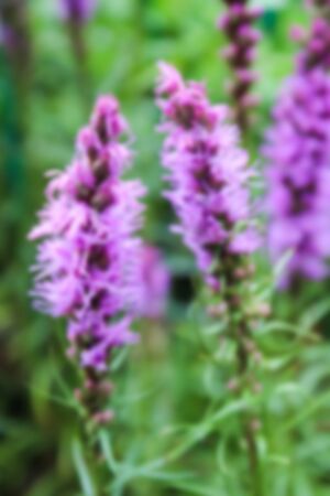blurry defocused blooming liatris purple flower in the gardenの写真素材