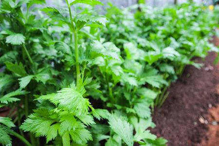 celery growing in organic farm in Thailandの写真素材