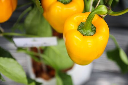 yellow sweet bell pepper paprika in the farmの写真素材