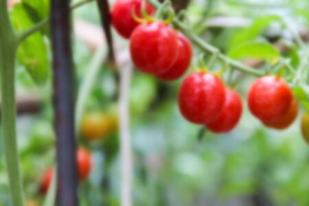 blurry defocused ripe red tomato in organic agricultural farm for backgroundの写真素材