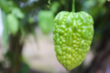 blurry defocused image of organic bitter gourd growing in the garden for backgroundの写真素材