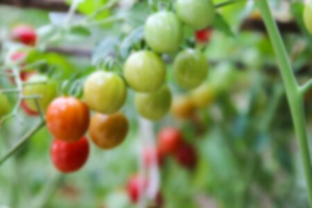blurry defocused green and red tomato in organic agricultural farm for backgroundの写真素材