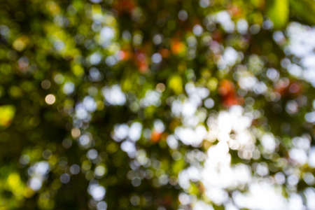 bokeh defocused of light through leaves for abstract backgroundの写真素材