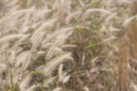 blurry defocused grass flower in the paddy field in windy day for backgroundの写真素材